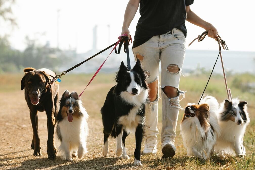 person walking 5 dogs on leash 